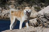 AKITA INU 329